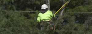 Trimming pine trees